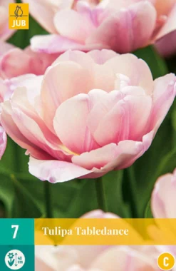 Bloembollen|Ecocheques|ohgreen 7 tulipa tabledance