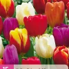 Bloembollen|Ecocheques|ohgreen 15 tulipa triumph mix