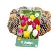 Bloembollen|Ecocheques|ohgreen 35 tulipa triumph mix