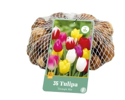 Bloembollen|Ecocheques|ohgreen 35 tulipa triumph mix