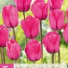 Bloembollen|Ecocheques|ohgreen 15 tulipa triumph roze