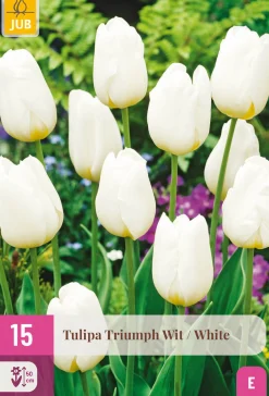Bloembollen|Ecocheques|ohgreen 15 tulipa triumph wit