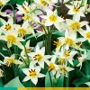 Bloembollen|Ecocheques|ohgreen 10 tulipa turkestanica