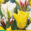 Bloembollen|Ecocheques|ohgreen 7 tulipa viridiflora mix
