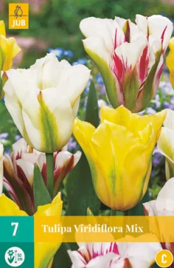 Bloembollen|Ecocheques|ohgreen 7 tulipa viridiflora mix
