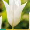 Bloembollen|Ecocheques|ohgreen 7 tulipa white triumphator