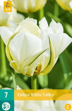 Bloembollen|Ecocheques|ohgreen 7 tulipa white valley