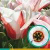 Bloembollen|Ecocheques|ohgreen 7 tulipa willem van den akker