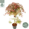Struiken|Ecocheques|ohgreen Acer palmatum Garnet ( Japanse esdoorn Garnet )