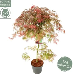 Struiken|Ecocheques|ohgreen Acer palmatum Garnet ( Japanse esdoorn Garnet )