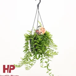 Groene Planten|Ecocheques|ohgreen Aeschynanthus japhro p15 h30