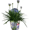 Voorjaar|Ecocheques|ohgreen Agapanthus of afrikaanse lelie summer love blue p17 h40