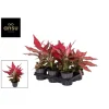 Ecocheques|Groene Planten|ohgreen Aglaonema Cherry Baby