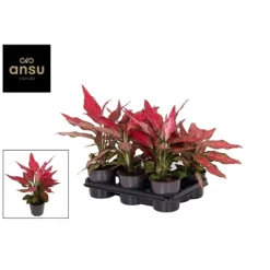 Ecocheques|Groene Planten|ohgreen Aglaonema Cherry Baby