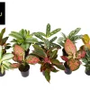 Ecocheques|Groene Planten|ohgreen Aglaonema Groen - Rood mix