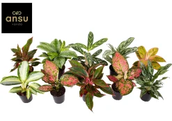 Ecocheques|Groene Planten|ohgreen Aglaonema Groen - Rood mix