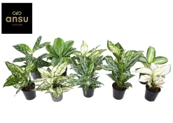 Ecocheques|Groene Planten|ohgreen Aglaonema Groen - Wit mix