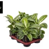 Ecocheques|Groene Planten|ohgreen Aglaonema Lemon Mint