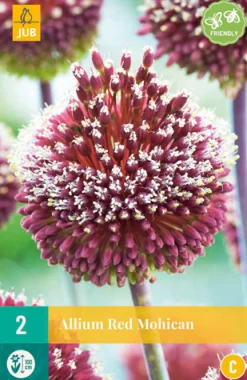 Bloembollen|Ecocheques|ohgreen Allium red mohican 2st