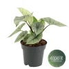 Ecocheques|Groene Planten|ohgreen Alocasia Platinum