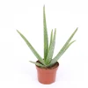 Cactus - Succulent - Sanseveria|Ecocheques|ohgreen Aloe Vera