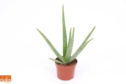 Cactus - Succulent - Sanseveria|Ecocheques|ohgreen Aloe Vera