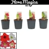 Voorjaar|Ecocheques|ohgreen Amaryllis Hippeastrum standard mix