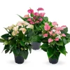 Bloeiende Planten|Ecocheques|ohgreen Anthurium 3 color mix
