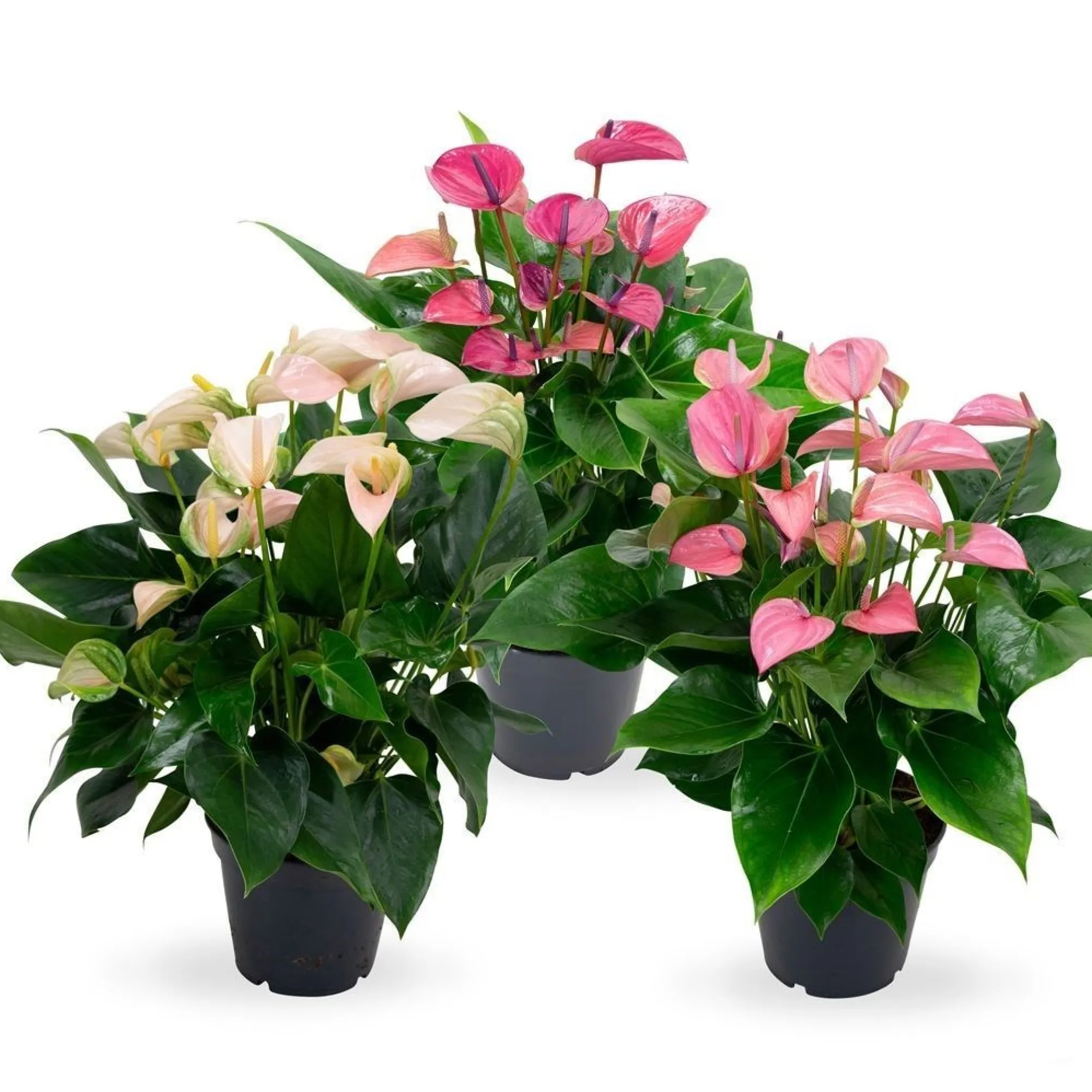 Bloeiende Planten|Ecocheques|ohgreen Anthurium 3 color mix