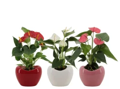 Ecocheques|Composities En Terrariums|ohgreen Anthurium in sierpot
