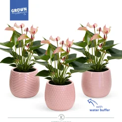 Ecocheques|Composities En Terrariums|ohgreen Anthurium in sierpot met waterbuffer