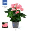 Bloeiende Planten|Ecocheques|ohgreen Anthurium roze p17 h65