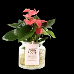 Composities En Terrariums|Ecocheques|ohgreen Anthurium sierglas