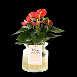 Composities En Terrariums|Ecocheques|ohgreen Anthurium sierglas
