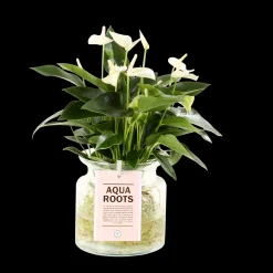Composities En Terrariums|Ecocheques|ohgreen Anthurium sierglas