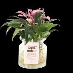 Composities En Terrariums|Ecocheques|ohgreen Anthurium sierglas