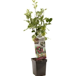 Fruitbomen|Ecocheques|ohgreen Appel patioboompje malus domestica rood boskoop