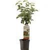 Fruitbomen|Ecocheques|ohgreen Appel patioboompje malus domestica jonagold