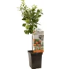 Fruitbomen|Ecocheques|ohgreen Appel patioboompje malus domestica james grieve