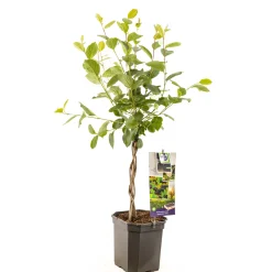 Fruitbomen|Ecocheques|ohgreen Appelbessenstruik aronia melanocarpa gevlochten stam