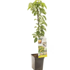 Fruitbomen|Ecocheques|ohgreen Appelboom domestica bolero zuilvorm