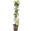 Fruitbomen|Ecocheques|ohgreen Appelboom malus domestica greencats zuilvorm