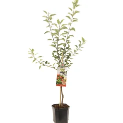 Fruitbomen|Ecocheques|ohgreen Appelboom malus domestica gloster laagstam