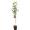 Fruitbomen|Ecocheques|ohgreen Appelboom malus domestica gloster halfstam