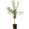 Fruitbomen|Ecocheques|ohgreen Appelboom malus domestica braeburn laagstam