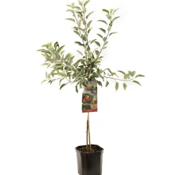 Fruitbomen|Ecocheques|ohgreen Appelboom malus domestica braeburn laagstam