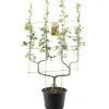 Fruitbomen|Ecocheques|ohgreen Appelboom malus domestica cox's orange dubbele-u boom
