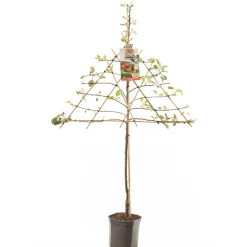 Fruitbomen|Ecocheques|ohgreen Appelboom malus domestica elstar leiboom