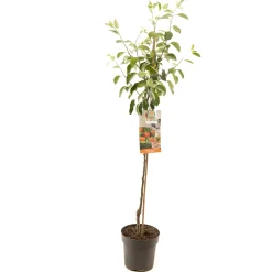 Fruitbomen|Ecocheques|ohgreen Appelboom malus domestica james grieve halfstam