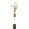 Fruitbomen|Ecocheques|ohgreen Appelboom malus domestica cox's halfstam